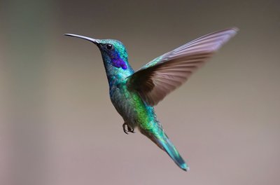 hummingbird-2139279_1920 (1)